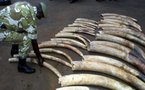 Trafic d'ivoire: 15 personnes arrêtées, 105 kg d'ivoire saisis au Gabon dont des Sénégalais
