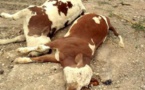 Fièvre aphteuse: La maladie gagne du terrain à Tambacounda