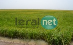 Autosuffisance en riz:  La Compagnie agricole de Saint-Louis (Casl) montre la voie 