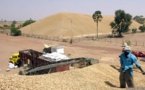 Invendus de l’huile raffinée d’arachide : L’Etat prend le contrôle