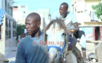 Exclusif- Pikine : Rencontre avec l’homme qui murmure à l’oreille des chevaux