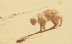 Vidéo : Mortal combat entre un Chat des sables et un Serpent du désert