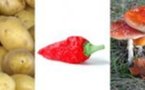 Le top 5 des aliments toxiques