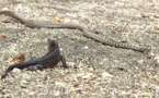 Iguane VS serpents : tension maximale - ZAPPING SAUVAGE