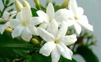 IL FLOTTE COMME UN PARFUM DE JASMIN SUR GALSEN!