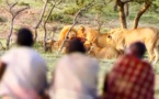 Ils volent le repas de 15 lions affamés ! - ZAPPING NOMADE