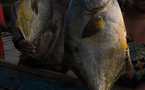 La pêche Sénégalaise en effervescence