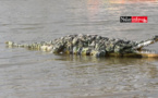 VIDEO - Saint-Louis : Ce "magicien" transforme le plastique en crocodile