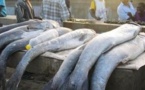 Matam : Un vendeur de poisson tue son ami