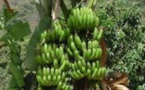 Agriculture: L’Etat a dégagé 2, 5 milliards pour l’autosuffisance en banane (officiel)