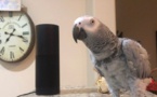 VIDEO - Incroyable, ce perroquet demande à Alexa de jouer de la musique et passe commande sur Amazon...