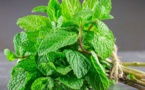 Les feuilles de menthe pour sécher l'acné et nettoyer les pores