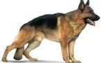 Morte après une relation sexuelle avec un berger allemand: elle était allergique au sperme des chiens