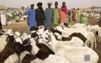 Foirail de Mbao : Les éleveurs se fâchent