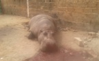 Kédougou : un hippopotame crée la panique dans la commune