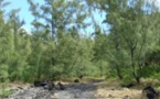 Kolda: Un homme retrouvé mort dans une forêt