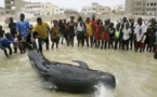 Plage de Hann : Une baleine qui s'était échouée remise à l'eau