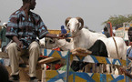 Aïd el-Kebir : une télé-réalité sénégalaise à la recherche du meilleur mouton