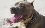 Attaques de pitbulls: « En cas de décès, un délit d'homicide involontaire pèse sur les propriétaires »