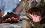 Affaire du talibé déchiqueté par le pitbull à Pikine: Le procès renvoyé jusqu’au 31 mai