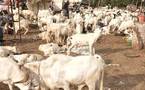 102.000 moutons recensés dans les foirails de Louga