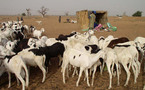 Tabaski - 712000 moutons pour approvisionner le marché