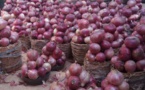 Mévente de l’oignon à Potou, les producteurs demandent à l’Etat de revoir sa politique