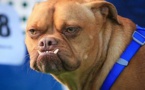 Mbour: Un chien mord une fille de 16 ans qui décède peu après