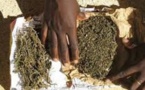 Pélérinage marial: 50kg de chanvre indien saisis à Popenguine