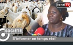 VIDEO - Tabaski 2019: 70 mille moutons recensés à Louga