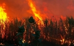Fouladou: Quelques 200 hectares de riz emportés par les flammes