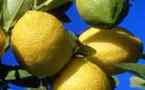 Conseil Santé : Des Céphalées au Tremblement, 38 maux guéris par le Citron !