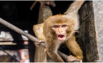 Yarakh: Un singe rouge « porteur d’un virus », sème la panique dans le quartier