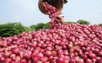 Hausse des prix de l’oignon et de la pomme de terre