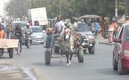 GREVE DES TRANSPORTEURS : Dakar roule en charrette et en Jakarta