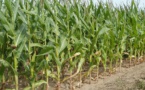 Koungheul: 10 Ha de maïs du village de Mbaye attaqués par des vers destructeurs