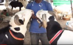 VIDEO - Tabaski 2019: Des moutons jusqu'a 4 millions de francs CFA !