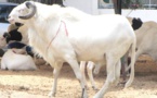 Mouton de Tabaski : "Conduites à tenir avant et après l'abattage de l'animal... pour une viande saine et de qualité "