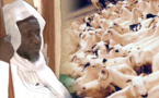 Moutons, chèvres, boeufs: Cheikh Mahy Cissé à la rescousse des nécessiteux
