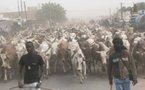 Cheikh Béthio Thioune fait sa démonstration de force : 1000 bœufs pour un Magal de Berndé