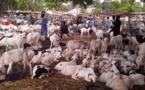 La Tabaski de galère de Bakary: A défaut d’un mouton, le géomètre se contente d’une brebis et essuie les pleurs de sa femme !