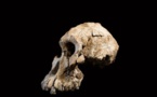Le plus vieux crâne fossile d’australopithèque a été découvert en Éthiopie
