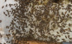 Ile à Morphil: Une attaque d’abeilles fait 3 morts