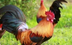 Attaquée par un coq, une femme australienne décède de ses blessures