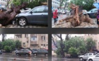 (Photos): Devant Sorano, un arbre déraciné par le vent, fait des dégâts
