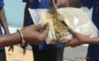 Kaolack: Les agents des Eaux et Forêts découvrent 55kg de chanvre indien dans un camion malien