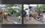 (Photos)- Orages à Dakar: Deux arbres terrassés par le vent sur l'avenue Lamine Guèye