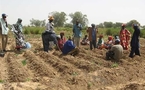 Révélations les ressources foncières de Cicodev : 650 000 ha de terres cultivables distribués de manière nébuleuse