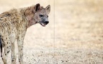 Porokhnane: Une hyène sème la terreur dans un village