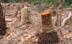 Kolda: Un exploitant forestier tue son épouse âgée de 17 ans